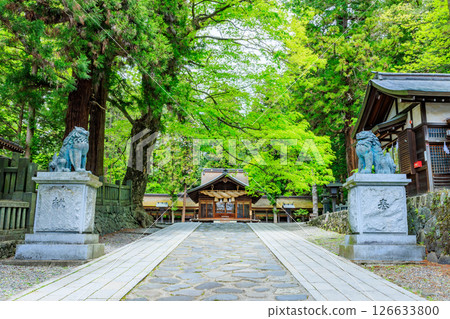 Early summer at Suwa Taisha Shrine, Shimosha, Harumiya, Suwa District, Nagano Prefecture 126633800