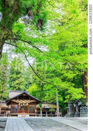 Early summer at Suwa Taisha Shrine, Shimosha, Harumiya, Suwa District, Nagano Prefecture 126633805