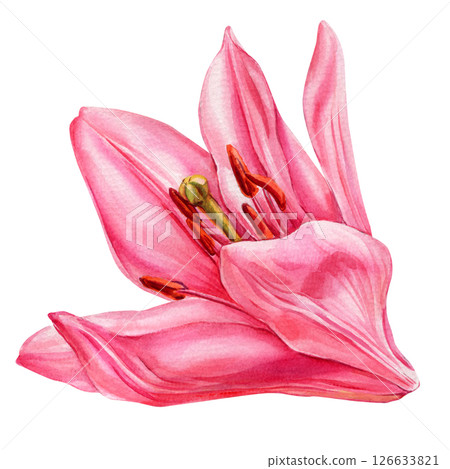 Pink Lily Flower Bud Watercolor Botanical Illustration, Delicate Hand Painted Floral Clipart, Isolated Nature Blossom for Design 126633821