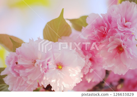 Beautiful double cherry blossoms in full bloom Beautiful double cherry blossoms in full bloom 126633829