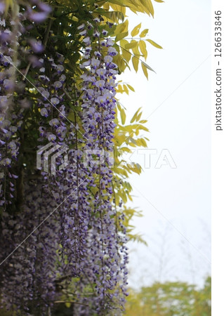 Purple wisteria flowers hanging in the blue sky Purple wisteria flowers hanging in the blue sky 126633846