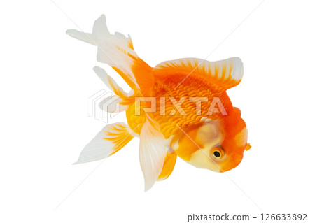 Oranda goldfish isolated on white background close up Oranda goldfish isolated on white background close up 126633892