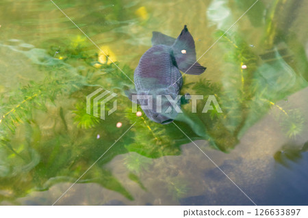 Goldfish in aquarium fish pond close up Goldfish in aquarium fish pond close up 126633897