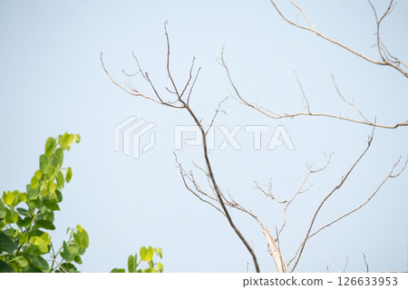 Dry tree branches with blue sky 126633953