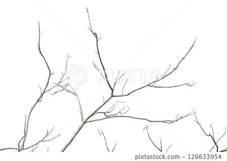 Dry tree branches isolated on white background 126633954