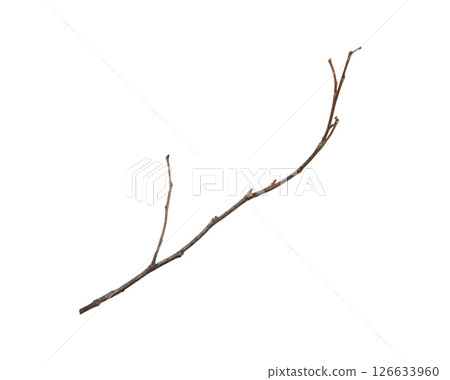 Dry tree branches isolated on white background Dry tree branches isolated on white background 126633960