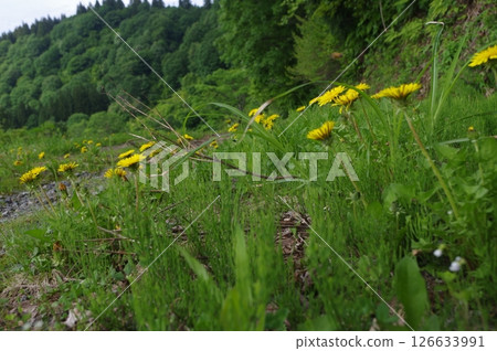 The world of Echigo-Tsumari 126633991