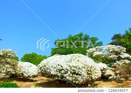 Azaleas in full bloom, White Azalea Park, Matsugaike Park, Nagai City Azaleas in full bloom, White Azalea Park, Matsugaike Park, Nagai City 126634057