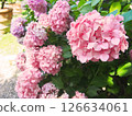 Full Garden Hydrangea macrophylla 126634061