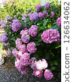 Lilac Garden Hydrangea macrophylla 126634062