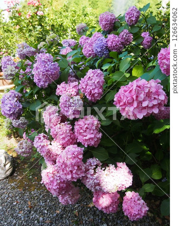 Lilac Garden Hydrangea macrophylla 126634062