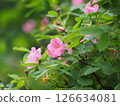 Hidden Pink rose hip flowers on a green 126634081
