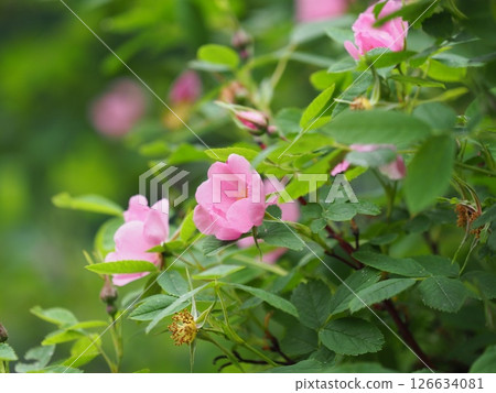Hidden Pink rose hip flowers on a green 126634081