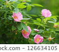 Pink rose hip flowers on a green 126634105