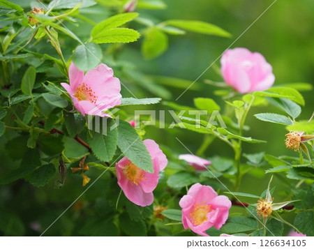 Pink rose hip flowers on a green 126634105