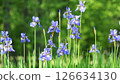 Garden High Irisis 126634130