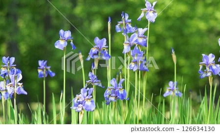 Garden High Irisis 126634130