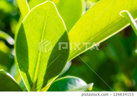 Natural plant green leaf in garden with bokeh background 126634153