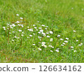 meadow daisies on a green field 126634162