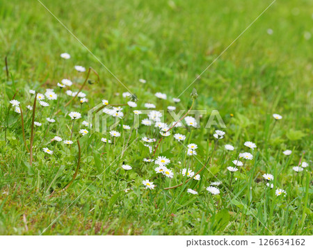 meadow daisies on a green field 126634162