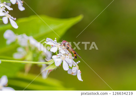 A slender-headed fly sucking nectar from a staghorn flower 126634219