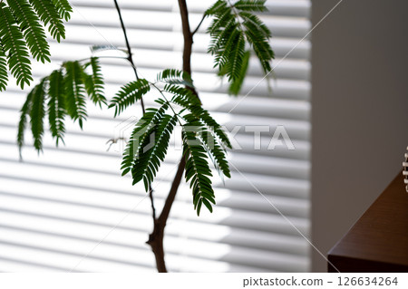 室內盆栽 觀葉植物 葉子 126634264