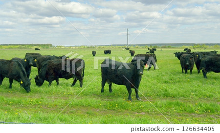 A large herd of cows is calmly grazing on a lush green pasture beneath a cloudy sky 126634405