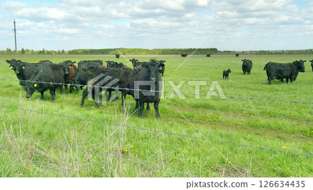 Cattle Grazing in a Beautiful and Lush Green Pasture on a Bright Sunny Day in Nature Cattle Grazing in a Beautiful and Lush Green Pasture on a Bright Sunny Day in Nature 126634435