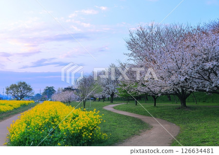 埼玉縣Shogundo Shodo Sakurazutsu 126634481