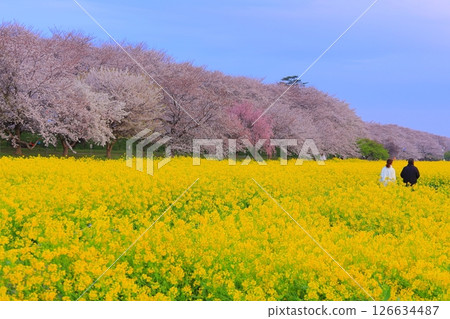 Saitama Prefecture Shogundo Shodo Sakurazutsu Saitama Prefecture Shogundo Shodo Sakurazutsu 126634487