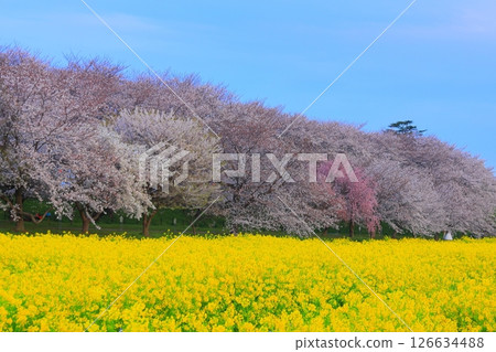 Saitama Prefecture Shogundo Shodo Sakurazutsu Saitama Prefecture Shogundo Shodo Sakurazutsu 126634488