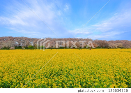 Saitama Prefecture Shogundo Shodo Sakurazutsu 126634526