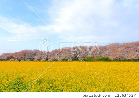 埼玉縣Shogundo Shodo Sakurazutsu 埼玉縣Shogundo Shodo Sakurazutsu 126634527