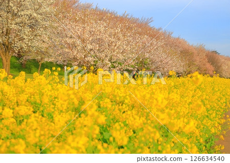 Saitama Prefecture Shogundo Shodo Sakurazutsu 126634540