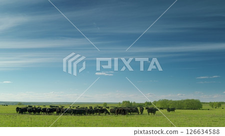 Peaceful cattle grazing in lush green fields, surrounded by rolling hills of nature Peaceful cattle grazing in lush green fields, surrounded by rolling hills of nature 126634588