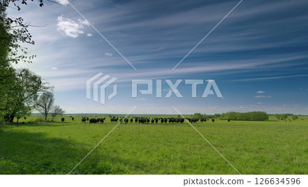 A Serene Pastoral Landscape featuring Grazing Cattle Beneath Expansive Blue Skies A Serene Pastoral Landscape featuring Grazing Cattle Beneath Expansive Blue Skies 126634596