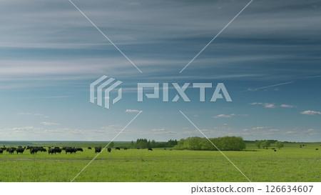 A peaceful and tranquil farm landscape showcasing grazing cattle beneath bright, clear blue skies 126634607