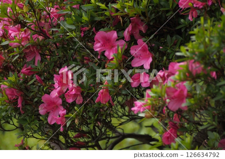 Azalea in the park 126634792