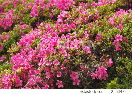 Focus on the center of the image to capture the dense cluster of red-purple flowers of azaleas in the season of fresh greenery. Focus on the center of the image to capture the dense cluster of red-purple flowers of azaleas in the season of fresh greenery. 126634793