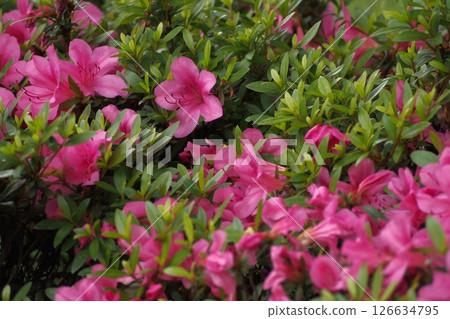 Azalea in full bloom 126634795