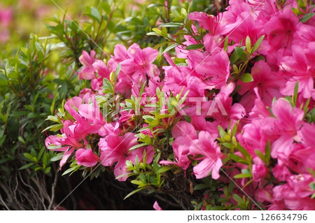 Azalea bathed in sunlight Azalea bathed in sunlight 126634796