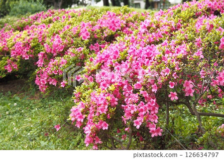 Azaleas in full bloom Azaleas in full bloom 126634797