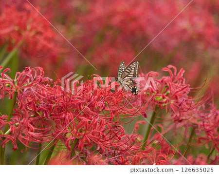 Swallowtail butterfly sucking nectar of red cluster amaryllis 126635025