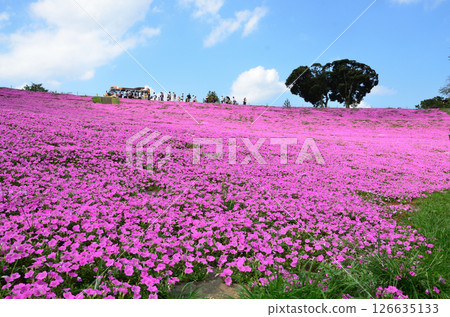 Hill dyed in pink 126635133