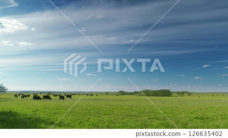 A picturesque pastoral landscape featuring grazing cattle set against a serene blue sky Time lapse. 126635402