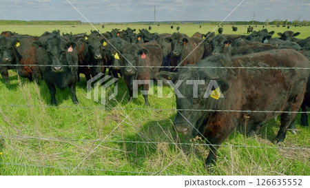 Cattle are peacefully grazing in a bright green pasture located near a sturdy fencing structure 126635552