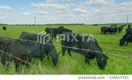 Cattle graze in green pastures under a bright blue sky, showcasing natures beauty and serenity Cattle graze in green pastures under a bright blue sky, showcasing natures beauty and serenity 126635561