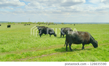A Serene Pasture Featuring Grazing Cattle in a Beautifully Lush Green Field Landscape A Serene Pasture Featuring Grazing Cattle in a Beautifully Lush Green Field Landscape 126635590