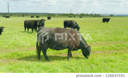 A herd of cattle is grazing contentedly on the lush, vibrant green pasture of the countryside 126635591
