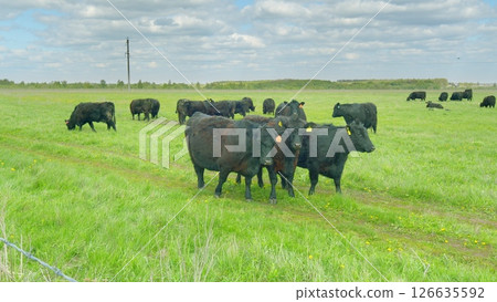 Black cattle can be seen peacefully grazing in a lush, green, vibrant field on a farm 126635592